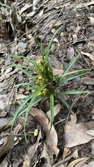 Apostasia wallichii