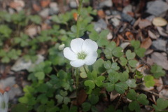 Oxalis magellanica
