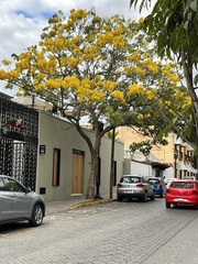 Handroanthus chrysanthus