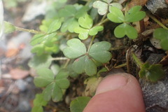 Oxalis magellanica