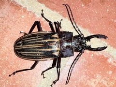 Macrodontia batesi