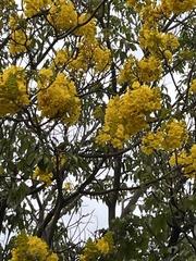 Handroanthus chrysanthus