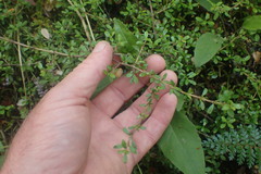 Coprosma depressa