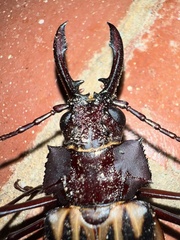 Macrodontia batesi