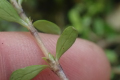 Coprosma depressa