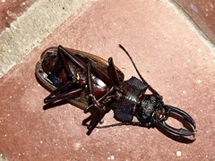 Macrodontia batesi
