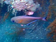 Pempheris vanicolensis