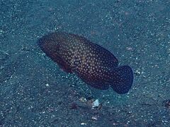 Cephalopholis cyanostigma