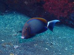 Acanthurus bariene
