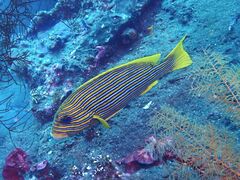 Plectorhinchus polytaenia