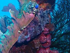 Scorpaenopsis oxycephalus