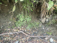 Anisotome filifolia