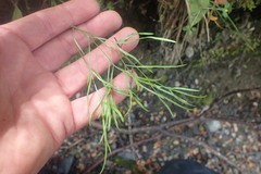 Anisotome filifolia