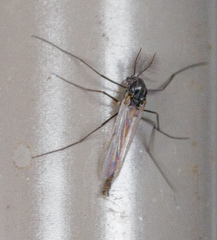 Orthocladiinae