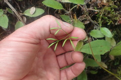 Anisotome filifolia