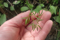 Anisotome filifolia