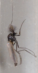 Orthocladiinae