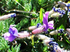 Oxytropis podocarpa