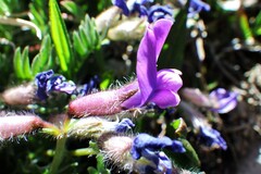 Oxytropis podocarpa