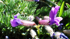 Oxytropis podocarpa