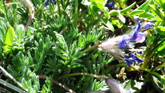 Oxytropis podocarpa