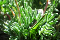 Oxytropis podocarpa