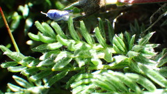 Oxytropis podocarpa