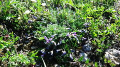 Oxytropis podocarpa