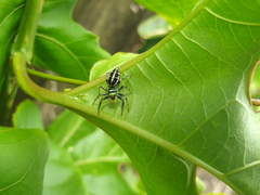 Cosmophasis thalassina