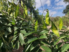 Lonchocarpus longistylus