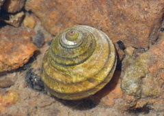 Austrocochlea constricta