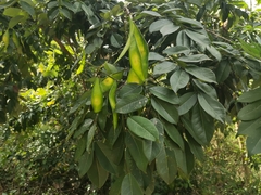 Lonchocarpus longistylus