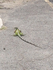 Iguana iguana