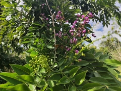 Lonchocarpus longistylus