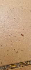 Opisthopsis