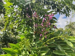 Lonchocarpus longistylus