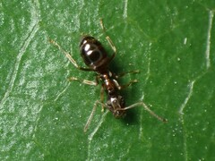 Prolasius advena