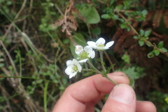 Geum cockaynei