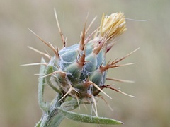 Centaurea melitensis