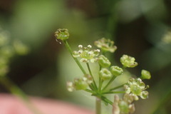 Anisotome filifolia