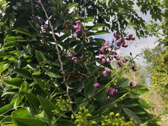 Lonchocarpus longistylus