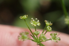 Anisotome filifolia