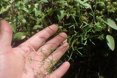 Anisotome filifolia
