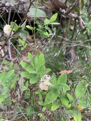 Pimelea ligustrina