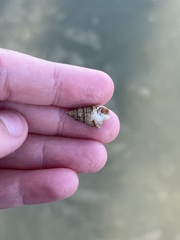 Ilyanassa trivittata