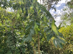 Lonchocarpus longistylus