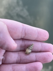 Ilyanassa trivittata