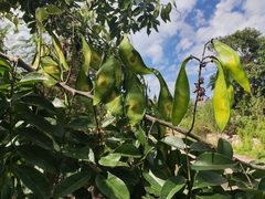 Lonchocarpus longistylus