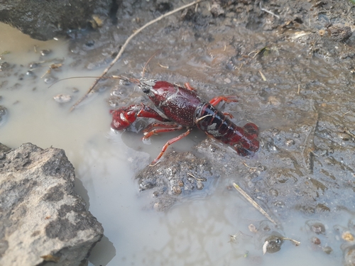 Procambarus clarkii image