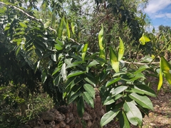 Lonchocarpus longistylus